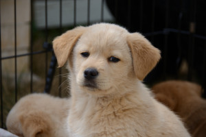 初心者に保護犬は難しい? 保護犬を迎えるメリット・注意点
