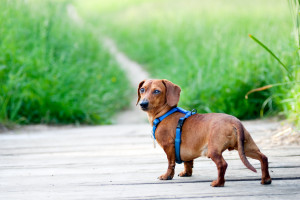 迷い犬を見つけたらどうすればいい? 保護の仕方、連絡先について